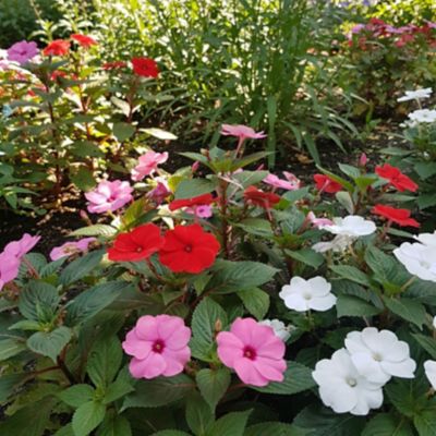 Impatiens, 4 pk.