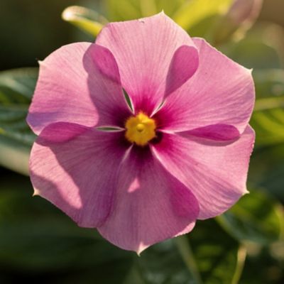 Image showing Vinca, 4 pk.