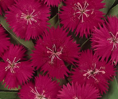 Image showing 1 pt. Dianthus