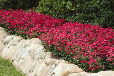 Image showing 1 pt. Dianthus