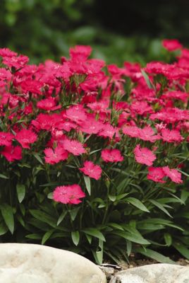 Image showing 1 pt. Dianthus