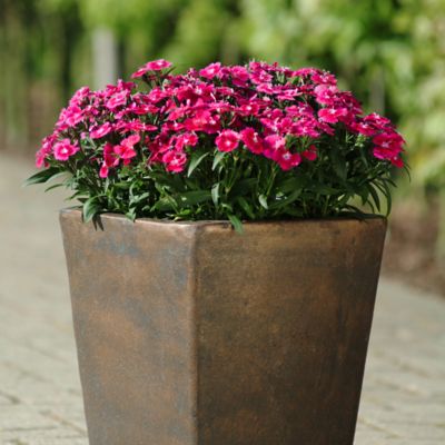 Image showing 1 pt. Dianthus