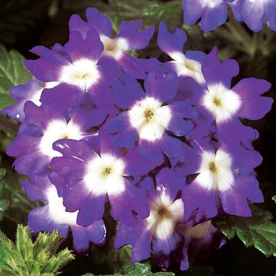 Image showing 1 pt. Verbena
