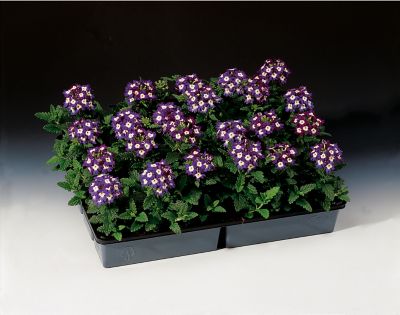 Image showing 1 pt. Verbena