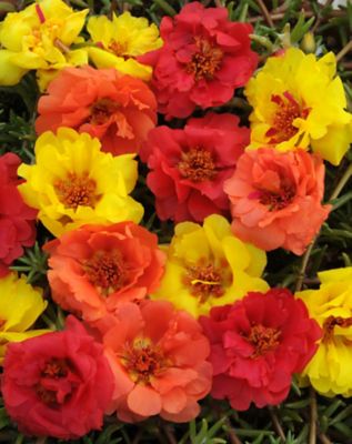 Image showing 1 pt. Portulaca