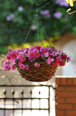 Image showing 1 pt. Portulaca