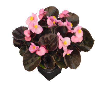Image showing 1 pt. Begonia