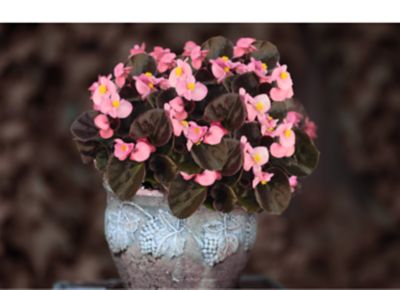 Image showing 1 pt. Begonia