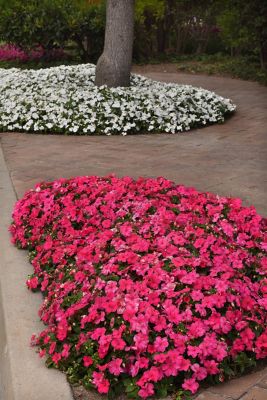 Image showing 1 pt. Impatien