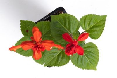 Image showing 1 pt. Salvia