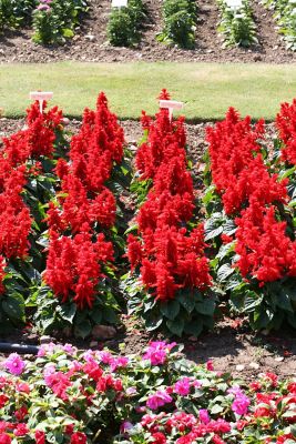 Image showing 1 pt. Salvia