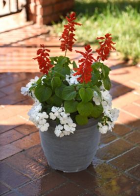 Image showing 1 pt. Salvia