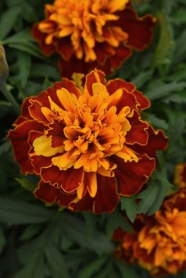 Image showing 1 pt. Marigold