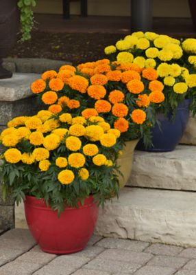 Image showing 1 pt. Marigold