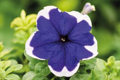Image showing 1 pt. Petunia