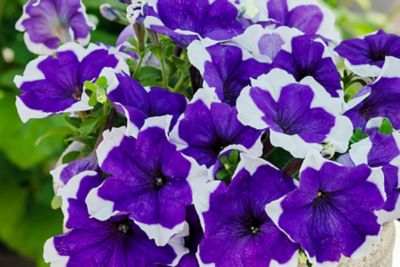 Image showing 1 pt. Petunia