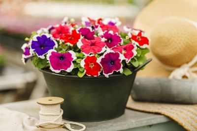 Image showing 1 pt. Petunia