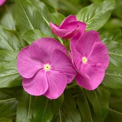 Image showing 1 pt. Vinca
