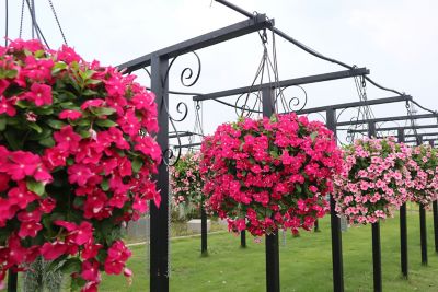 Image showing 1 pt. Vinca