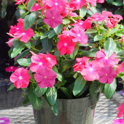 Image showing 1 pt. Vinca