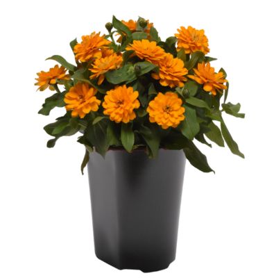 1 pt. Zinnia