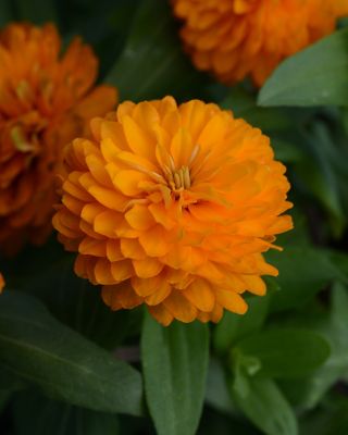 Image showing 1 pt. Zinnia