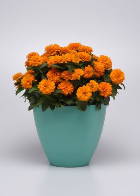 Image showing 1 pt. Zinnia