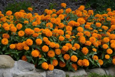 Image showing 1 pt. Zinnia