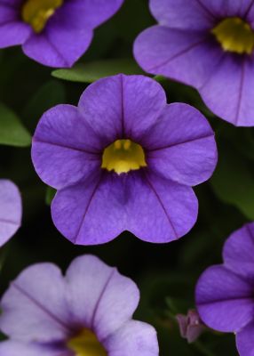 Image showing 1 qt. Calibrachoa