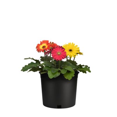 1 pt. Gerbera Daisy