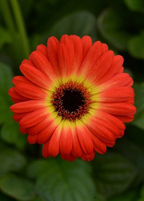 Image showing 1 pt. Gerbera Daisy