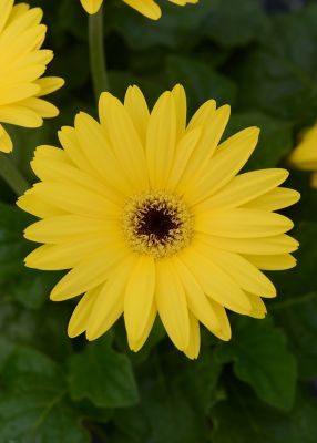 Image showing 1 pt. Gerbera Daisy