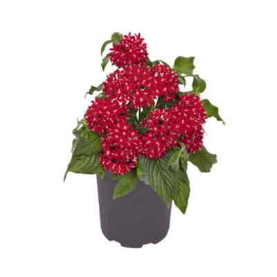 1 qt. Pentas