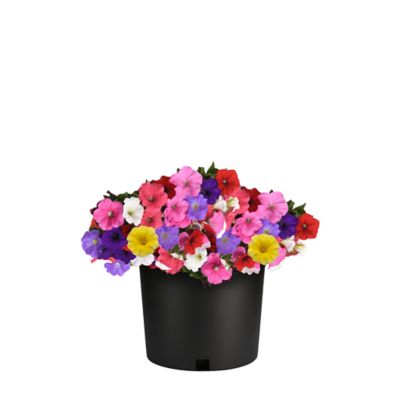 1 qt. Petunia