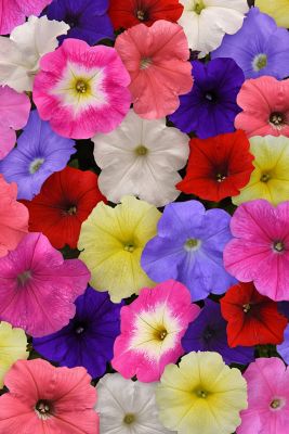 Image showing 1 qt. Petunia