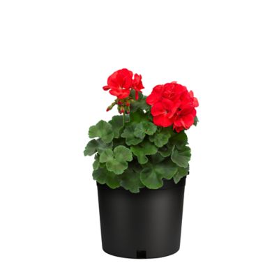 1 qt. Geranium Zonal