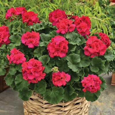 Image showing 1 qt. Geranium Zonal