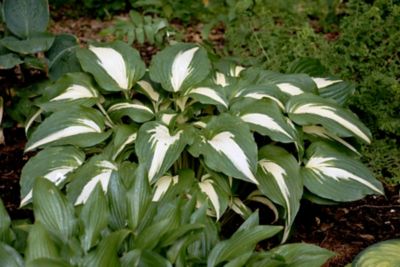 Image showing 2.5 qt. Hosta