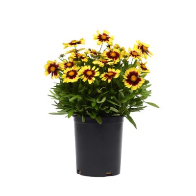2.5 qt. Coreopsis