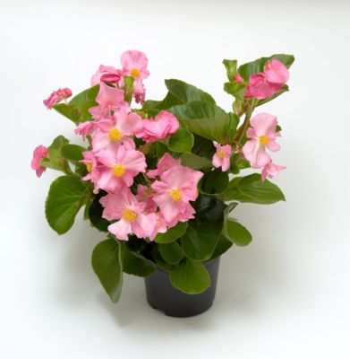 Image showing 1.5 gal. Begonia Planter
