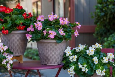 Image showing 1.5 gal. Begonia Planter