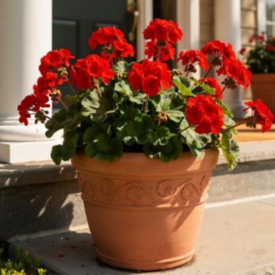 1.5 gal. Geranium Zonal Planter