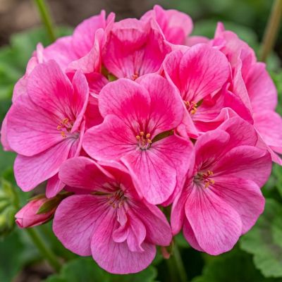 Image showing 1.5 gal. Geranium Zonal Planter