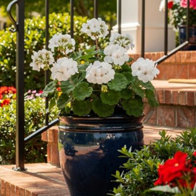 Image showing 1.5 gal. Geranium Zonal Planter