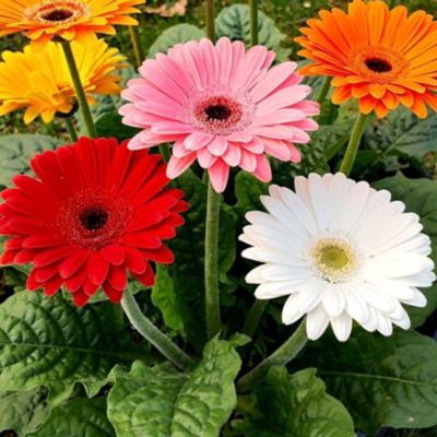 1.5 gal. Gerbera Daisy Planter