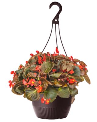 1.5 gal. Begonia Basic Hanging Basket