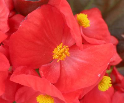 Image showing 1.5 gal. Begonia Basic Hanging Basket
