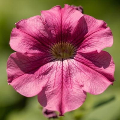 Image showing 1.5 gal. Petunia Basic Hanging Basket