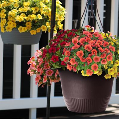 Image showing 1.5 gal. Calibrachoa Premium Hanging Basket