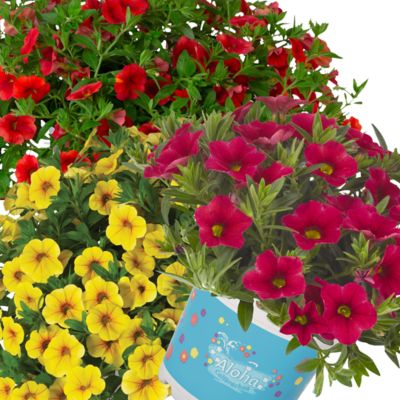 Image showing 1.5 gal. Calibrachoa Premium Hanging Basket